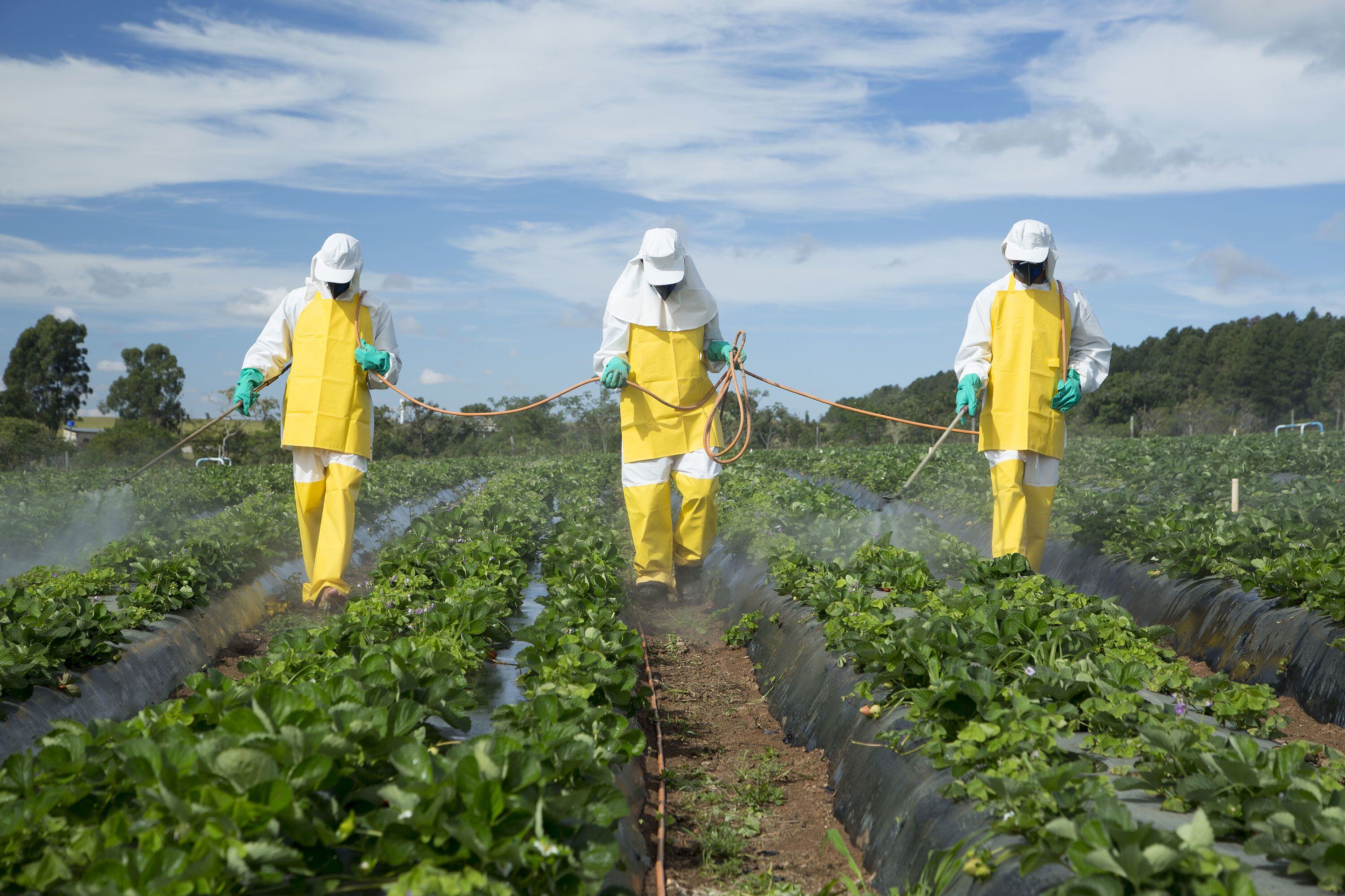 Belgium is set to be the first to ban synthetic pesticides